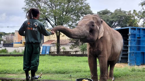 Elefante Sandro Faz Última Parada em Campo Verde para Troca de Veículo Rumo a Santuário em MT