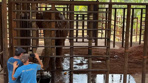 Elefante Sandro Chega a Santuário em MT Após Viagem de 1,6 Mil km; Conheça os Próximos Passos da Adaptação