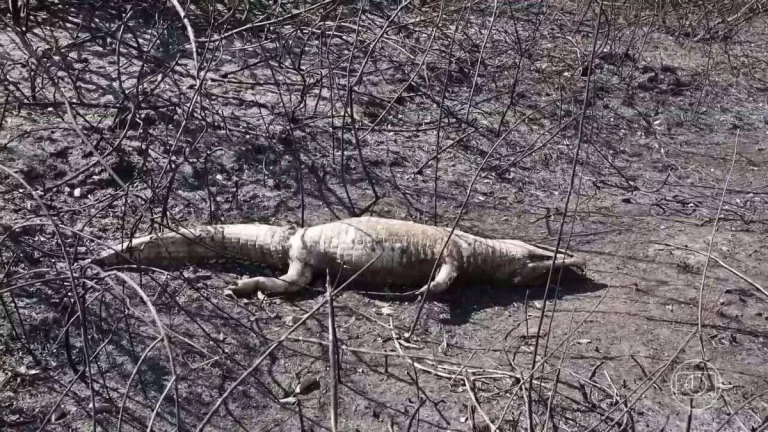 Impacto do Fogo na Fauna do Pantanal: Biólogos e Veterinários Realizam Varredura