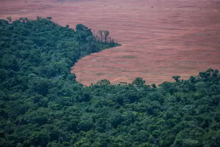 Desmatamento na Amazônia e no Cerrado Apresenta Queda Significativa