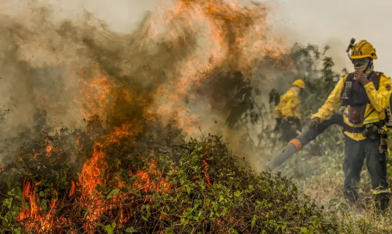 Incêndios Devastam Mais de 1,3 Milhão de Hectares no Pantanal em 2024