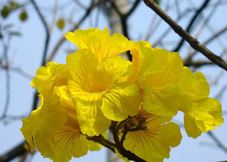 Primavera começa neste domingo e promete melhorar qualidade do ar com influência do La Niña