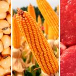 Mato Grosso deve movimentar mais de R$ 200 bilhões com agropecuária em 2025, aponta projeção