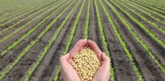 Plantio de soja avança e área semeada chega a 98,2% no Brasil