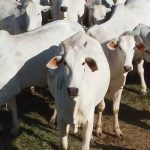 Mato Grosso encerra 2025 com recorde histórico de 7,46 milhões de bovinos abatidos