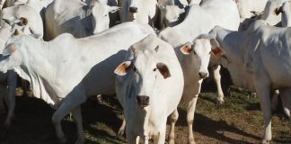 Mato Grosso encerra 2025 com recorde histórico de 7,46 milhões de bovinos abatidos